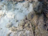 Snorkelen Playa Kalki: steenvis (68kb)