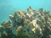Snorkelen Playa Kalki (55kb)