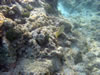 Snorkelen Playa Kalki (90kb)