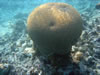Snorkelen Playa Kalki: hersenkoraal (82kb)