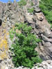 Bornholm: Jons Kapel (194kb)