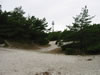 Dueodde Strand (79kb)