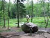 Paradisbakkerne bos: Rokkesten (152kb)