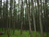 Paradisbakkerne bos (120kb)