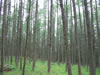 Paradisbakkerne bos (142kb)