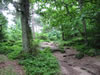 Paradisbakkerne bos (162kb)