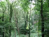 Bos bij de Dondal waterval (176kb)