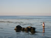 Lundeborg Strand Camping  (56kb)