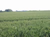 102_0209_IMG.jpg (125kb)
