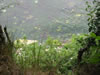 Stevns Klint (116kb)