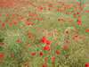 103_0395_IMG.jpg (174kb)