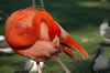 Flamingo Island (52kb)