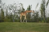Giraffe (105kb)