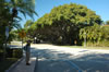 Nice trees near the Venetian Pool (129kb)