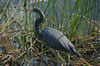 Tricolored Heron (130kb)