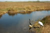 Aligator, Double-crested Cormorant and a Wood Storck (115kb)