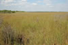 Everglades (122kb)