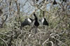 Anhinga drying his feathers (153kb)