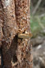 Gumbo Limbo tree (103kb)