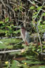 Green-backed heron (102kb)