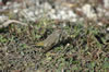 Little bird (107kb)