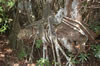 Strangler Fig's roots wrapped around a tree  (127kb)