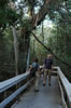 This trail meanders through a jungle-like hammock of gumbo limbo trees, royal palms, ferns, and air plants (128kb)