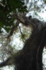 Tree at the Gumbo Limbo trail (129kb)