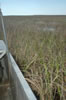 Airboat ride through the Everglades (92kb)