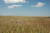 Airboat ride through the Everglades (87kb)