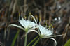 Flowers in the swamps of the Everglades (53kb)