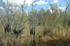 Airboat ride through the Everglades (159kb)