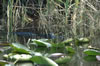 Alligator (101kb)