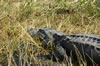 Alligator (159kb)