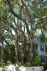 Key West (161kb)