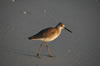 The beach at Sanibel Island (34kb)