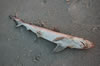 Little dead shark (103kb)