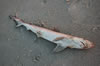 Little dead shark (103kb)