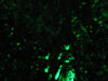 Wattens: Swarovski Kristalwelten (57kb)