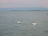 Zwitzerland: Bodensee (36kb)