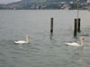 Zwitzerland: Bodensee (60kb)