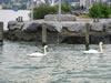 Zwitzerland: Bodensee (104kb)