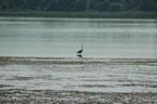 Lago Trasimeno (77kb)