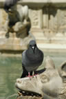 Siena: Piazza del Campo: Fonte Gaia (51kb)